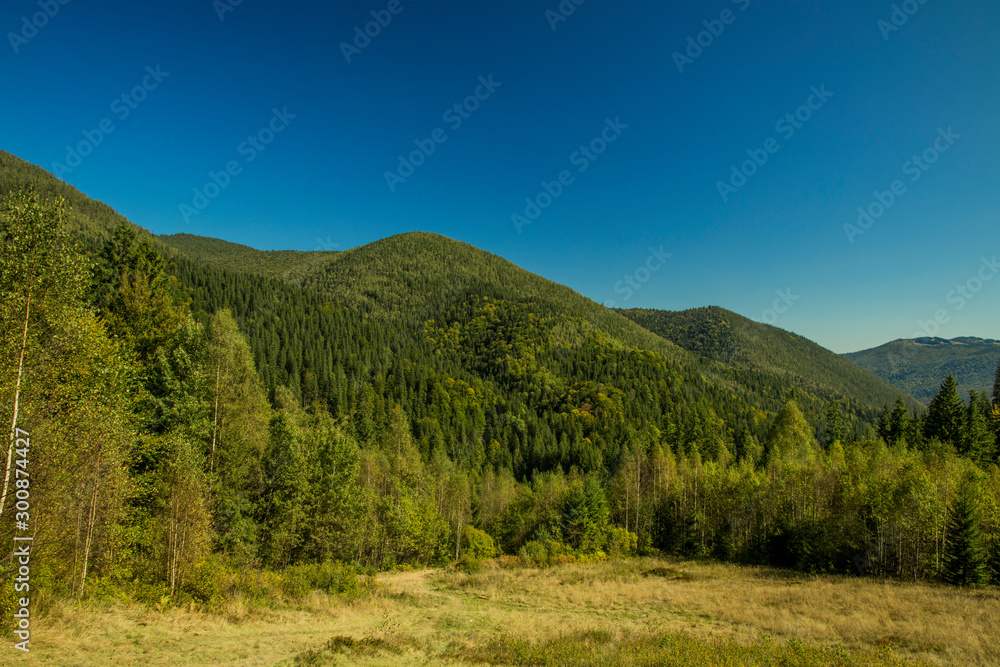 Carpathian mountain spruce forest green colorful nature reservation highland scenery landscape environment with blue sky in clear day weather time 