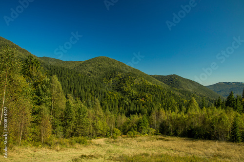 Carpathian mountain spruce forest green colorful nature reservation highland scenery landscape environment with blue sky in clear day weather time 