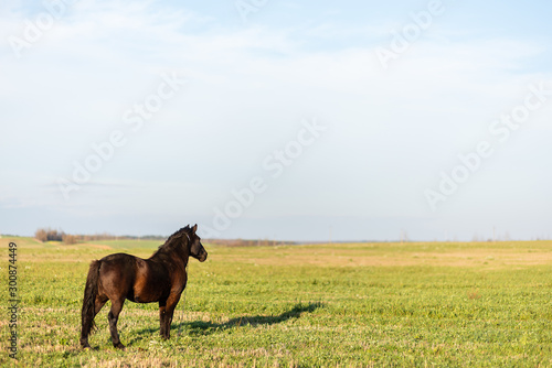 Horse on green pasture with green grass against blue sky with clouds. Black horse on leash © Pavel