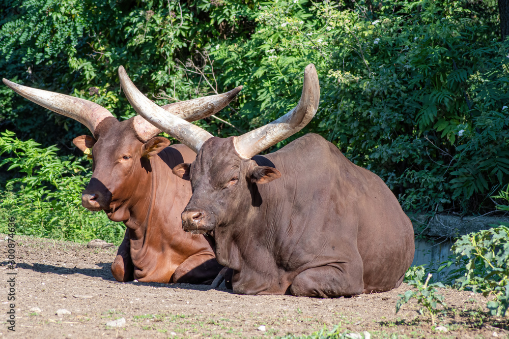 Close up photo of Ankole-Watusi (Bos Taurus) cow Close up photo of Ankole-Watusi (Bos Taurus) cow