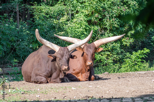 Close up photo of Ankole-Watusi (Bos Taurus) cow photo