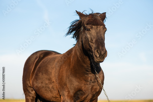 Portrait of horse against the blue sky. Black horse on leash