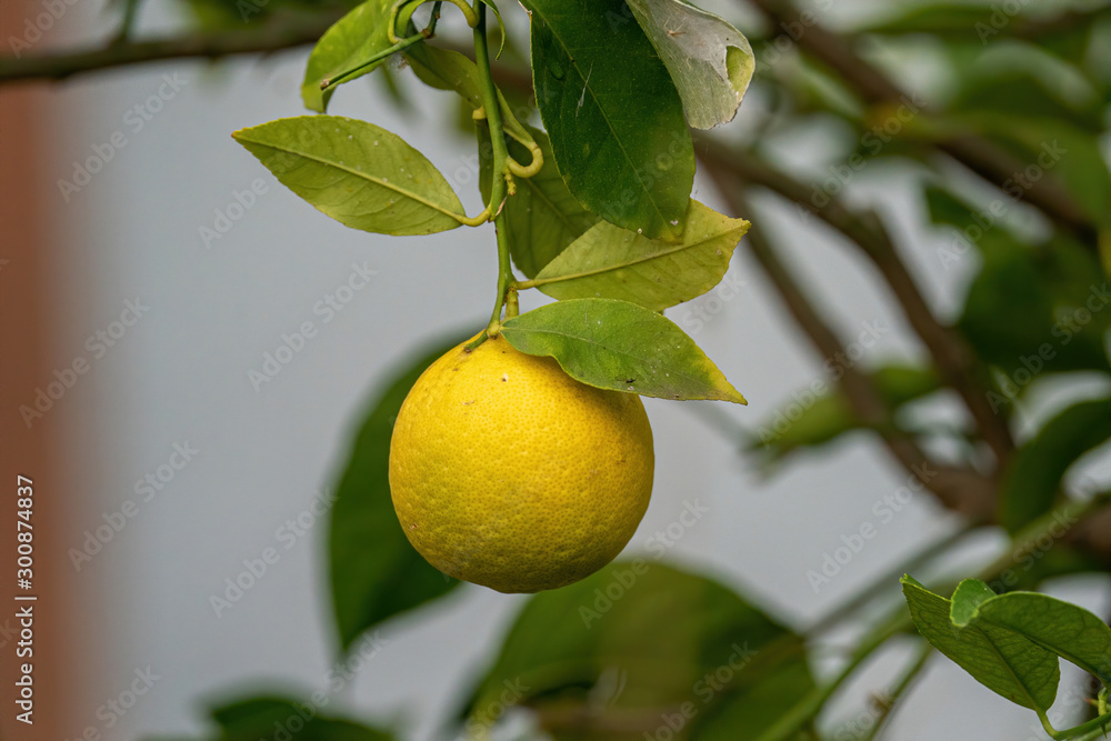 Bunch of ripe lemon. Ripe lemon hanging on a tree.