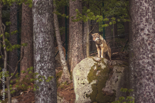 wolf in the forest - wolf standing on a large stone, moss and trees around, fencing in the background © Roman