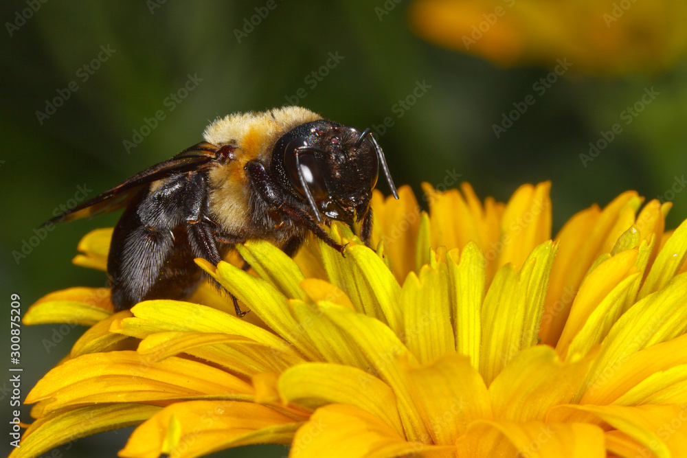 Common Eastern Bumble Bee, Bombus impatiens Common Eastern Bumble Bee, Bombus impatiens