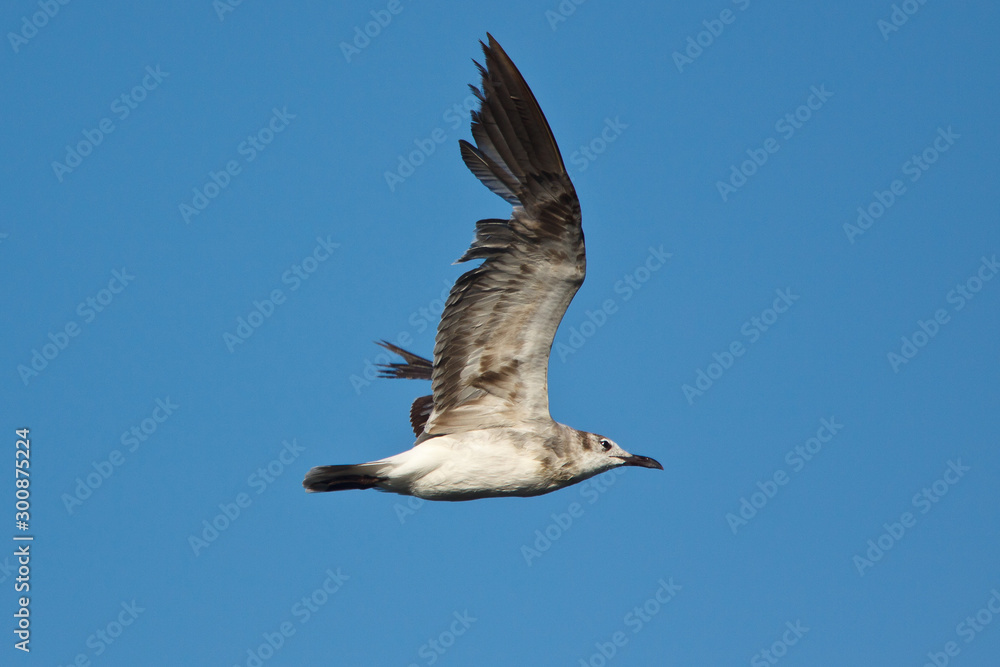 Second Winter Laughing Gull in flight Second Winter Laughing Gull in flight