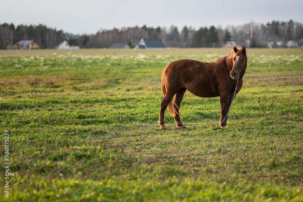 Horse on green pasture with green grass against the sky. Brown horse on the farm Horse on green pasture with green grass against the sky. Brown horse on the farm