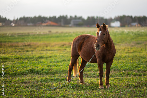Horse on green pasture with green grass against the sky. Brown horse on the farm
