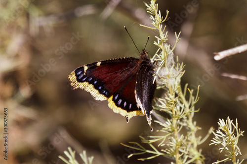 Mourning Cloak butterfly, Nymphalis antiopa photo