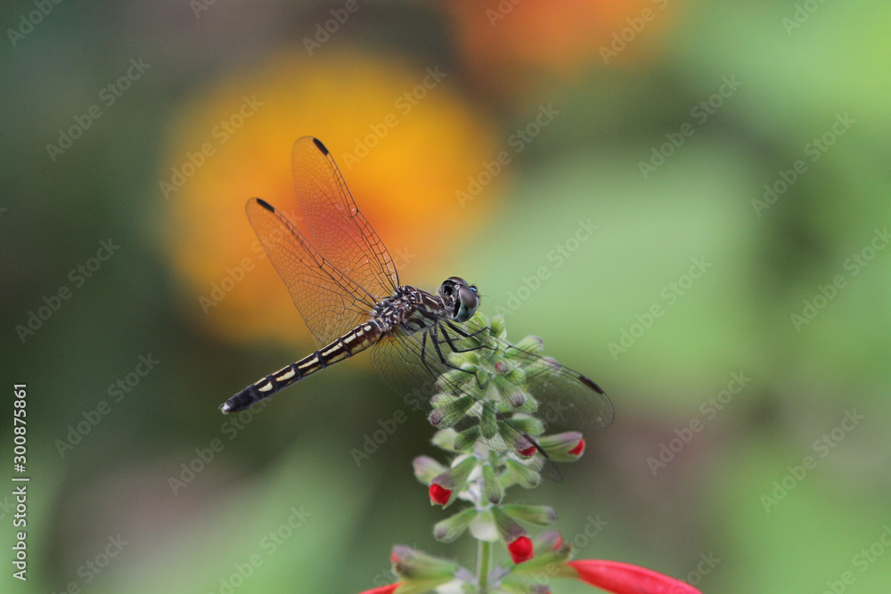 Male Blue Dasher Dragonfly, Pachydiplax longipennis Male Blue Dasher Dragonfly, Pachydiplax longipennis