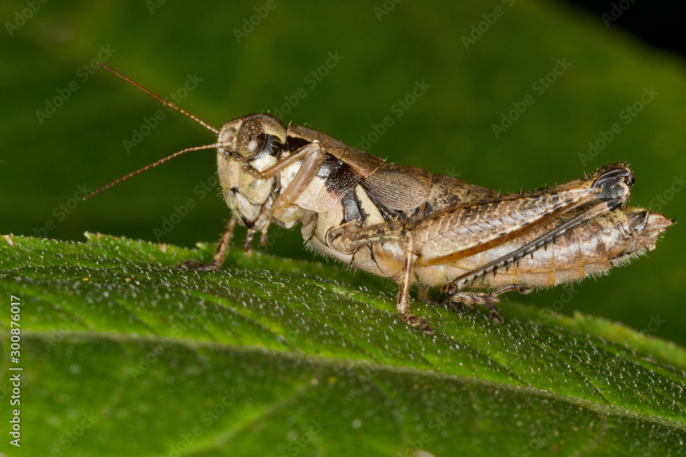 Spur-throated Grasshopper, Melanoplus sp. Spur-throated Grasshopper, Melanoplus sp.