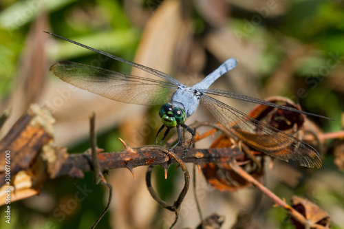 Male Eastern Pondhawk Dragonfly, Erythemis simplicicollis © elharo