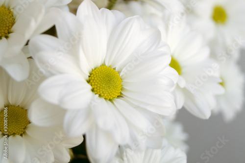 beautiful white flowering chrysanthemums close up