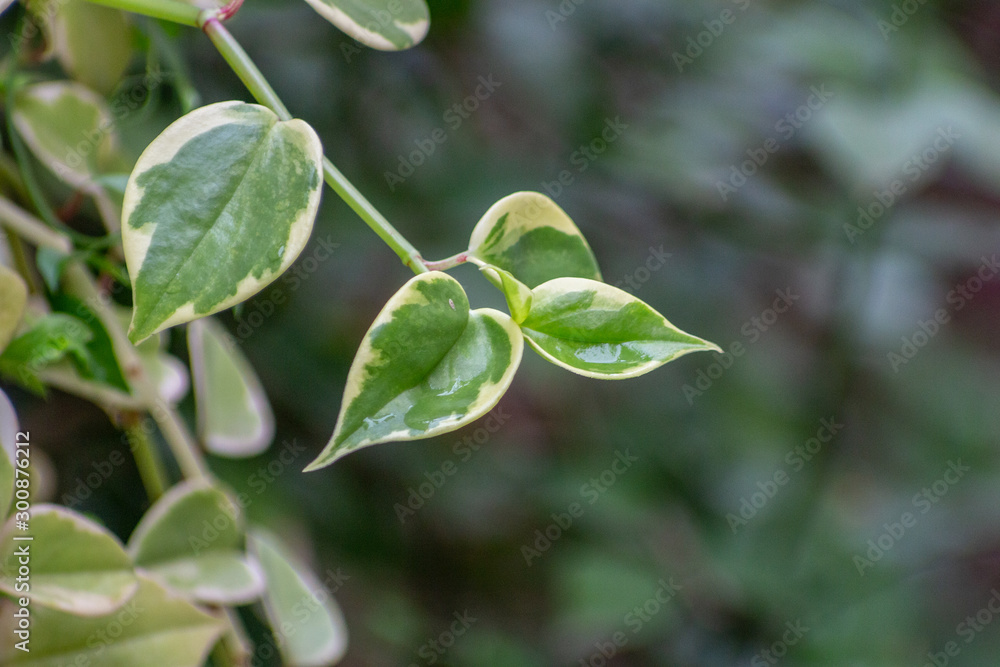 Peperomia plant is one of two large genera in the Piperaceae family. Most of them are compact, small perennial epiphytes in Rio de Janeiro Brazil. Peperomia plant is one of two large genera in the Piperaceae family. Most of them are compact, small perennial epiphytes in Rio de Janeiro Brazil.