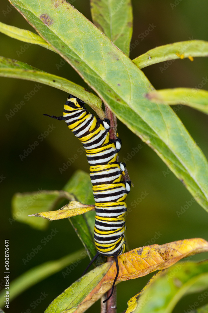 Monarch Butterfly Caterpillar feeding on Milkweed