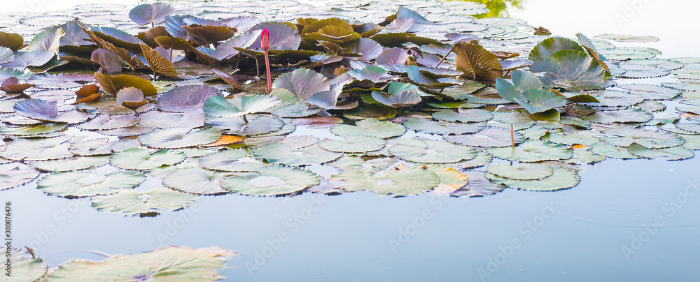 Picture of a group of lotus leaves on the water surface Picture of a group of lotus leaves on the water surface