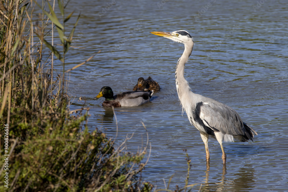 Grey heron, ardea cinerea, and mallard ducks in the Camargue in France Grey heron, ardea cinerea, and mallard ducks in the Camargue in France