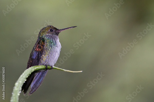 Blue-Chested Hummingbird, Amazilia amabilis, perched