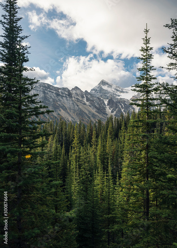 Green pine forest with rockies mountain with blue sky in Banff national park
