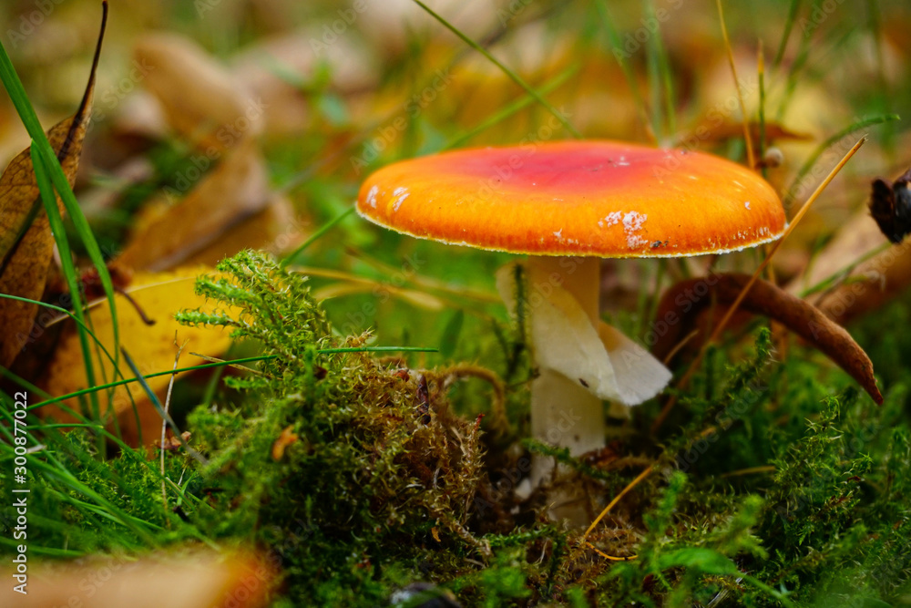 mushroom in the forest