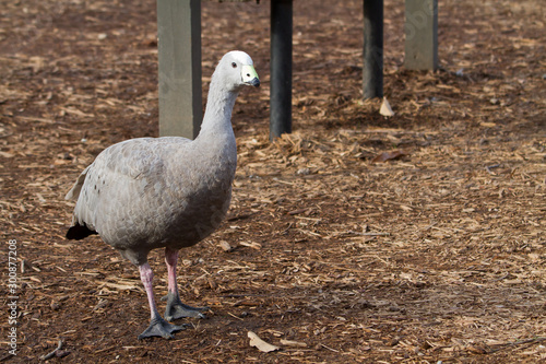 Cape Barren Goose, Cereopsis novaehollandiae, captive photo