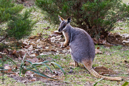 Yellow-footed Rock-wallaby, Petrogale xanthopus photo