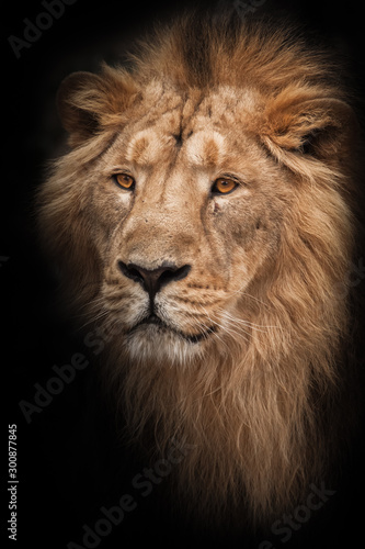 portrait calm. Lion is a large predatory strong and beautiful cat with a magnificent mane of hair. isolated black background