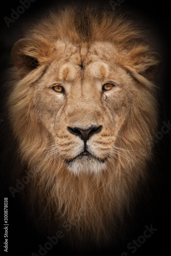 Lion is a large predatory strong and beautiful cat with a magnificent mane of hair. © Mikhail Semenov