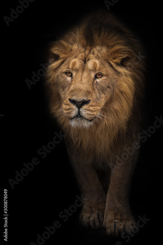 Lion male is a large predatory strong and beautiful cat with a magnificent mane of hair. © Mikhail Semenov