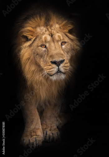 Way out of the night. Lion is a large predatory strong and beautiful cat with a magnificent mane of hair. isolated black background © Mikhail Semenov