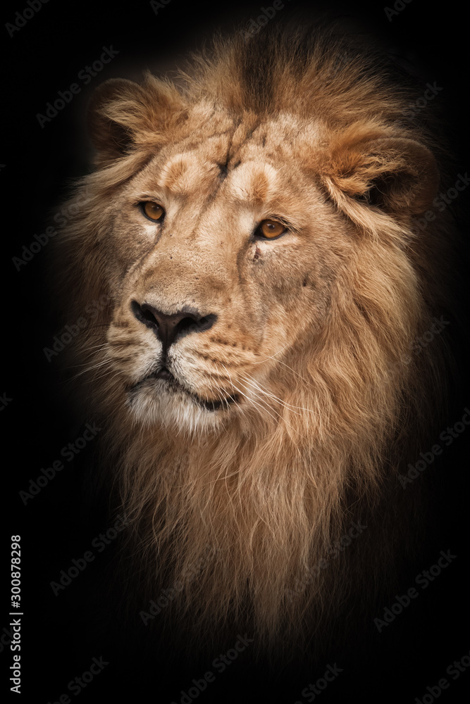 portrait with mane. Lion is a large predatory strong and beautiful cat with a magnificent mane of hair. isolated black background