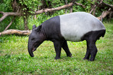 Tapir is resting in nature.