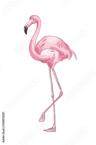 Pink flamingo hand drawn vector illustration. Cute exotic bird color drawing. African fauna representative, realistic wild animal. Tropical red plumage birdie isolated on white background.