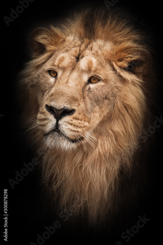 portrait with mane. Lion is a large predatory strong and beautiful cat with a magnificent mane of hair. isolated black background