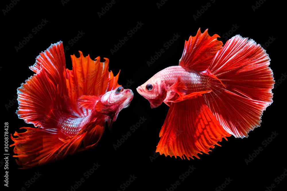 Obraz premium Colorful Siamese fighting fish on a black background.