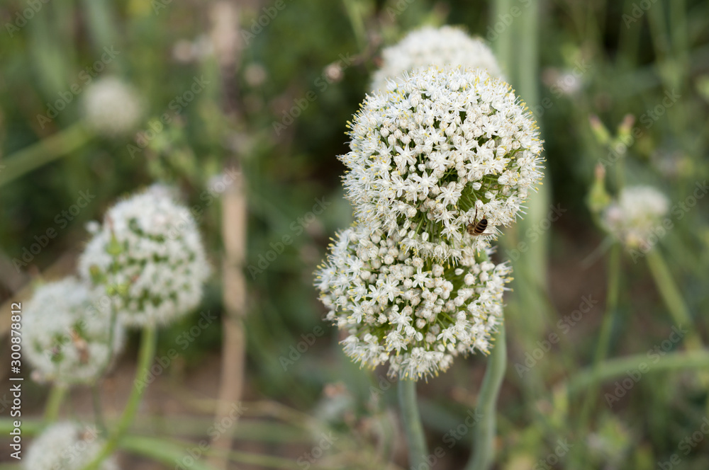 Closeup of white beautiful big onion flowers and bees Closeup of white beautiful big onion flowers and bees