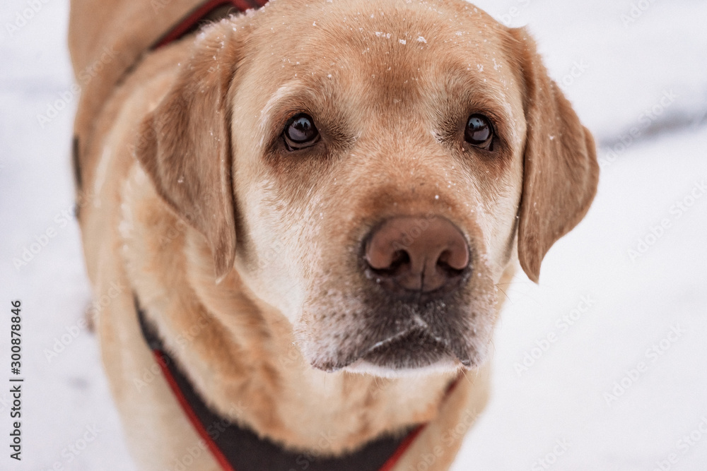 portrait of a dog Labrador retriever on snow road background portrait of a dog Labrador retriever on snow road background