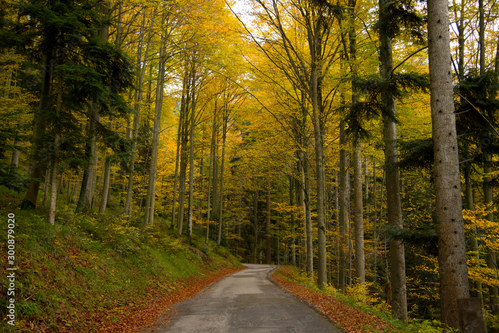 Obraz premium Herbstlicher Schwarzwald