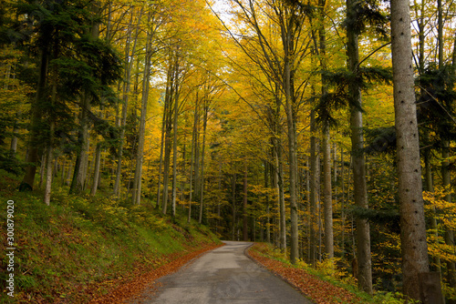 Herbstlicher Schwarzwald