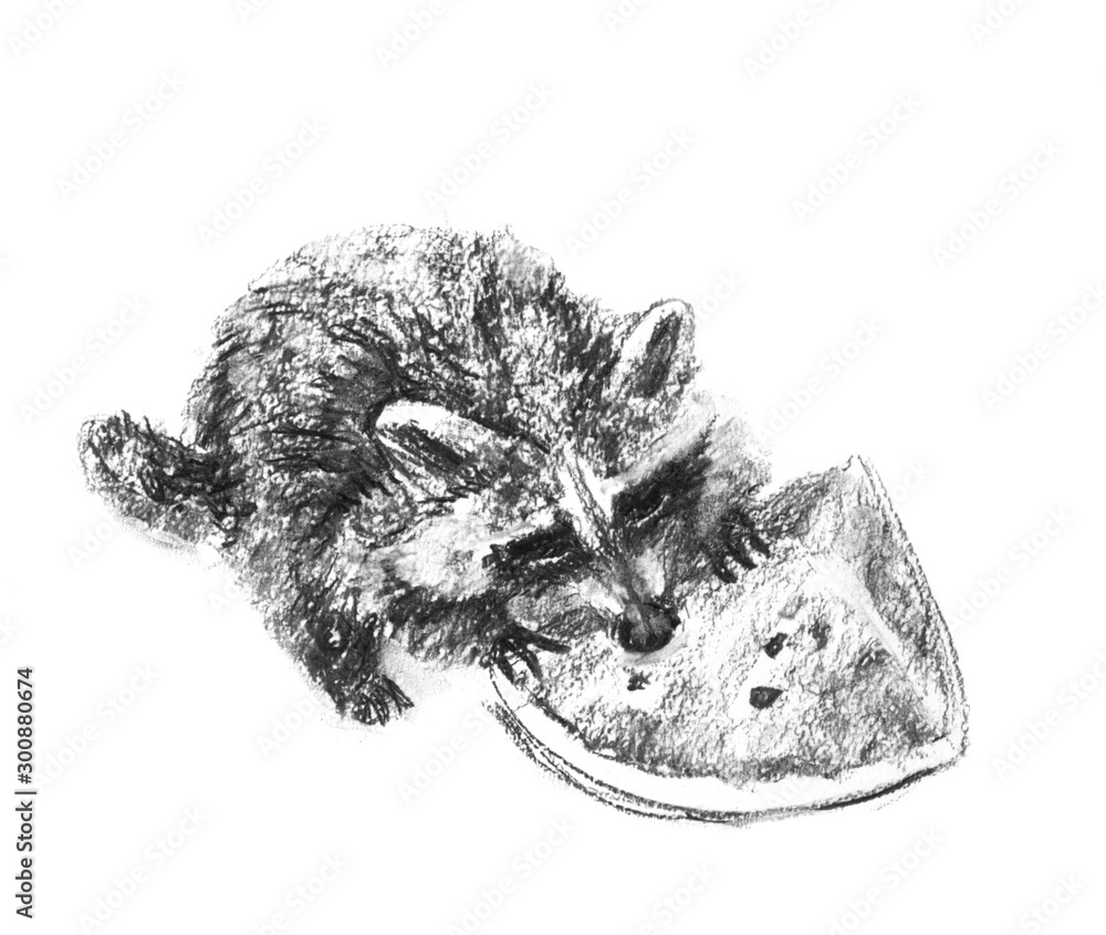 Charcoal pencil drawing the racoon eating the watermelon Stock