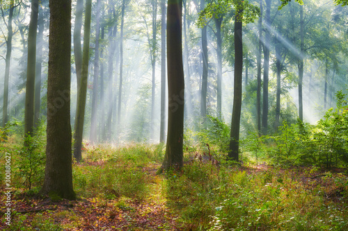 Autumn morning in old forest