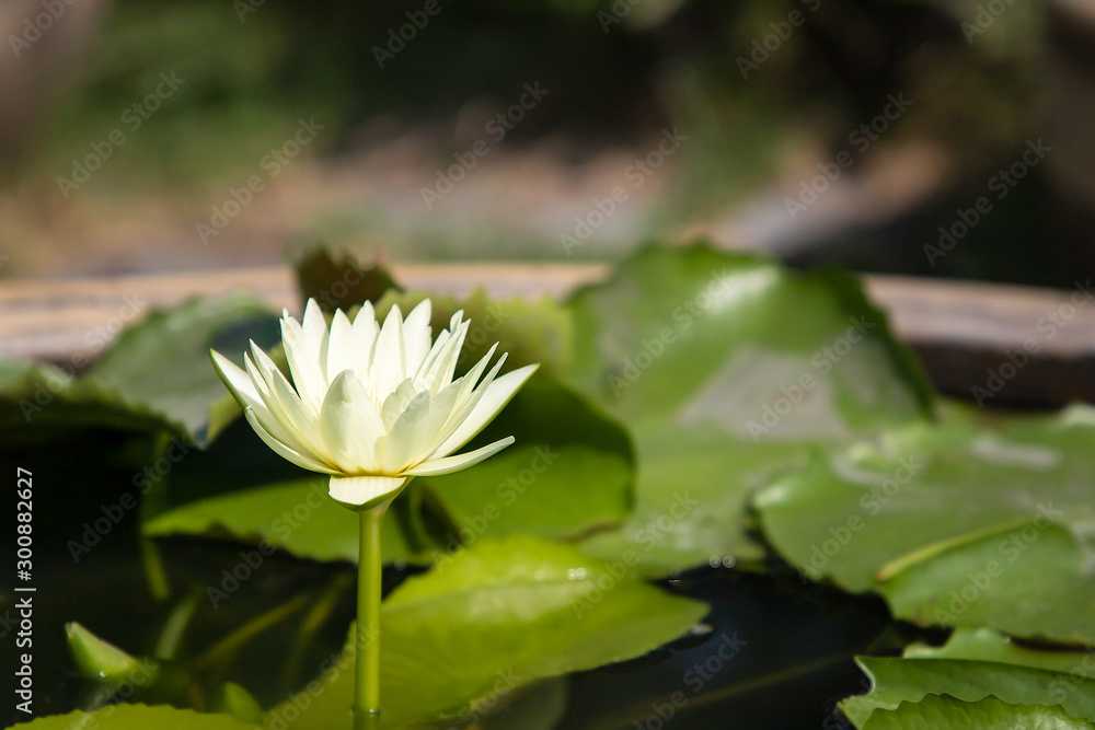 Beautiful light yellow lotus flower with green leaf in a pond.