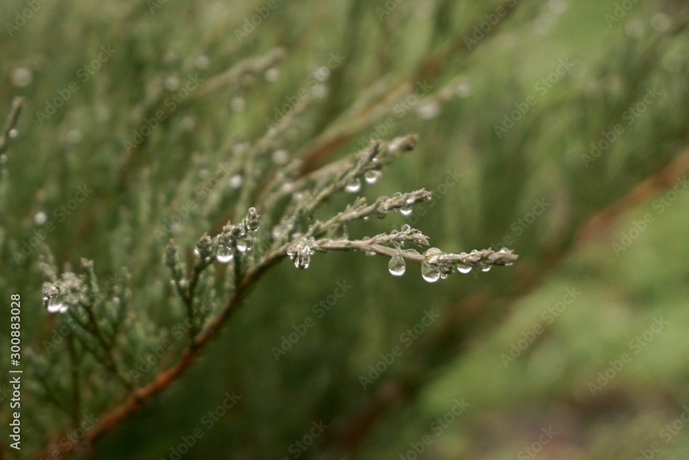 water droplets on coniferous bush water droplets on coniferous bush