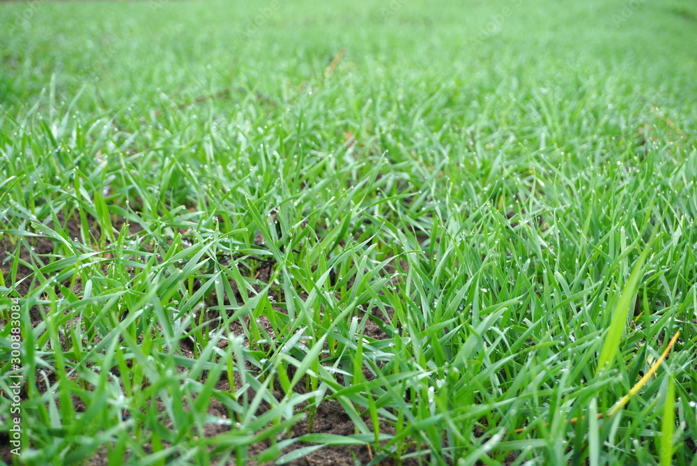 Young wheat seedlings growing in a field Young wheat seedlings growing in a field