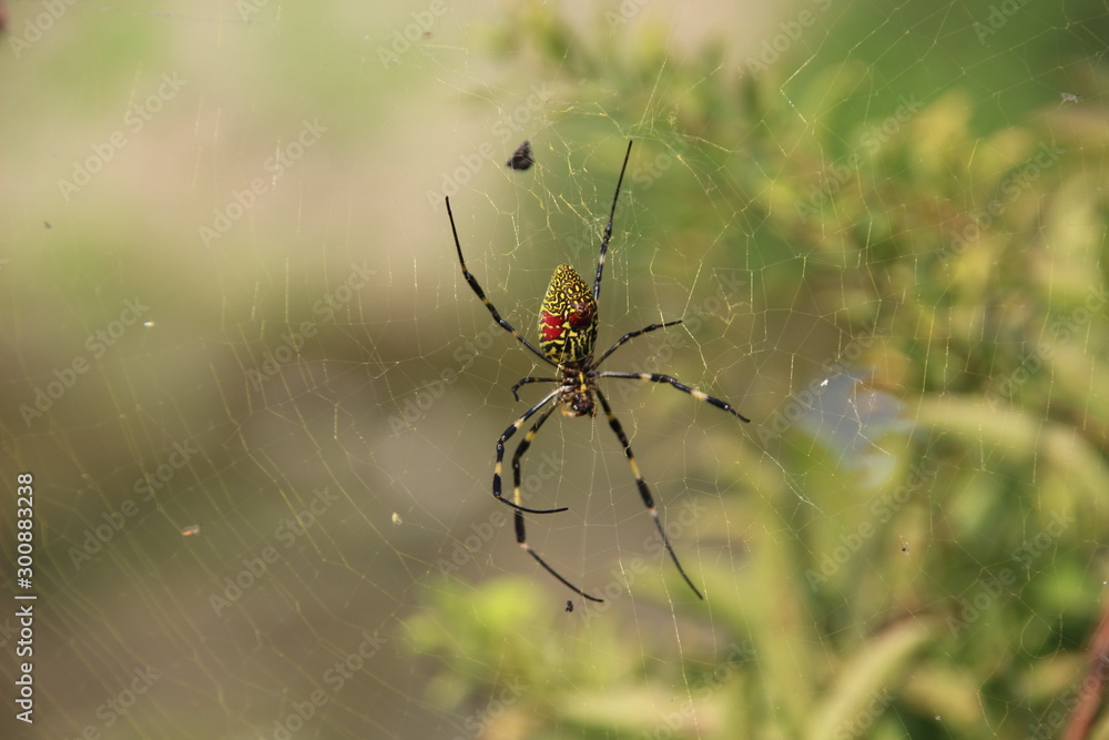 spider on a web spider on a web