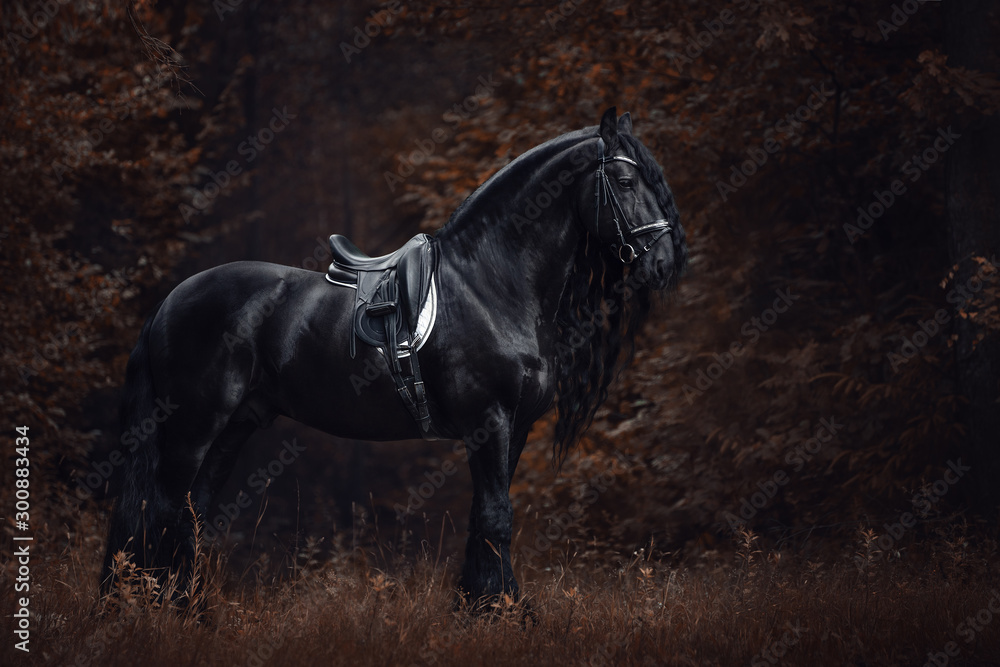 Obraz portrait of stunning elegant sport dressage friesian stallion horse with long mane and tail standing on ground in forest in autumn landscape