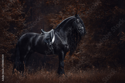 portrait of stunning elegant sport dressage friesian stallion horse with long...