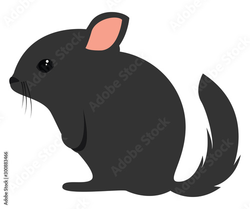Small chinchilla, illustration, vector on white background.