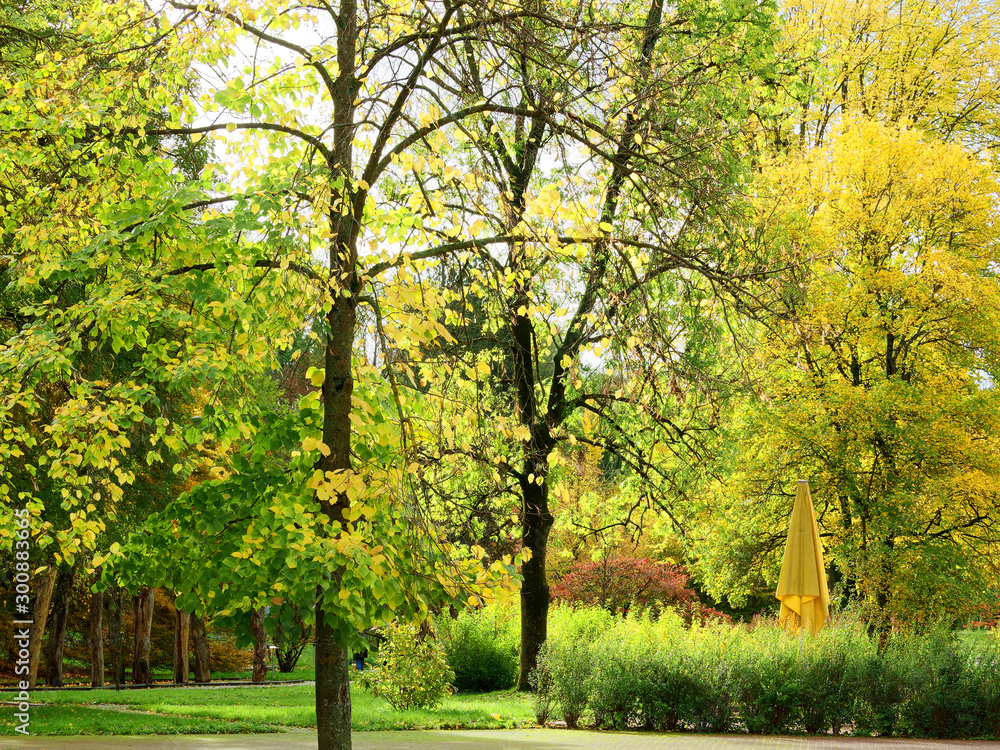 Kurpark und Botanischer Garten von Bad Bellingen. Margräflerland. Im Park unter den Bäumen und Zierpflanzen mit Herbstfarben Kurpark und Botanischer Garten von Bad Bellingen. Margräflerland. Im Park unter den Bäumen und Zierpflanzen mit Herbstfarben