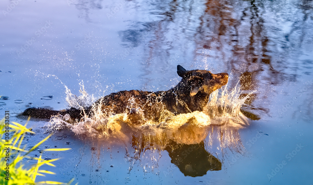 Obraz premium Dog having fun in a river